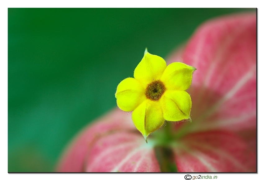 Yellow wild flower
