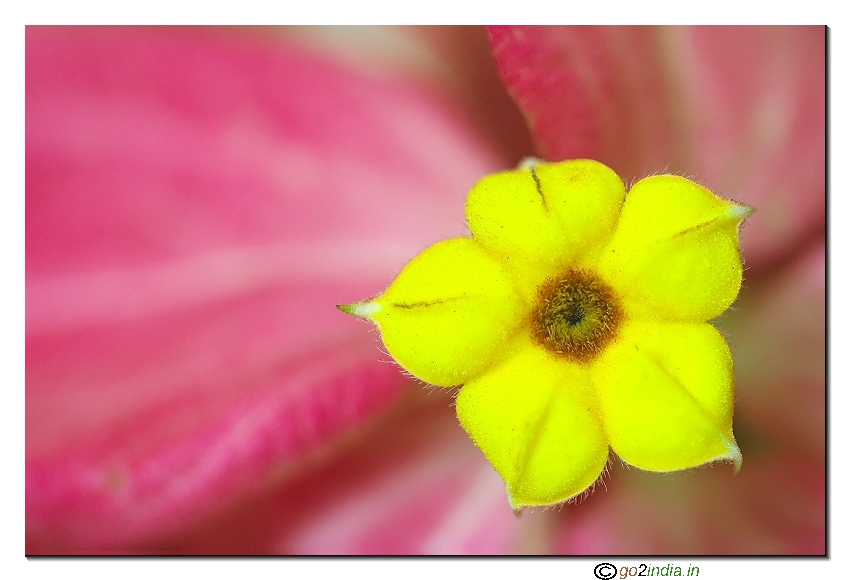 Yellow wild flower