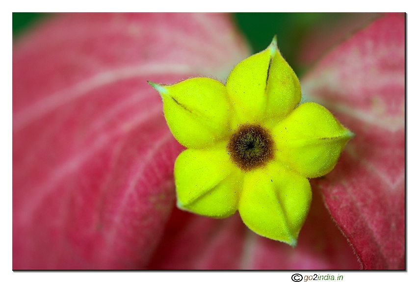 Yellow wild flower