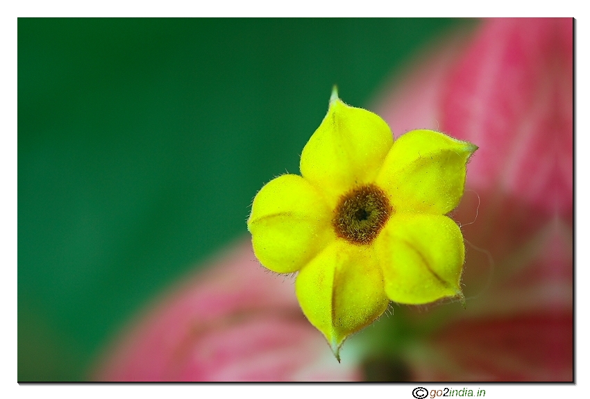 Yellow wild flower