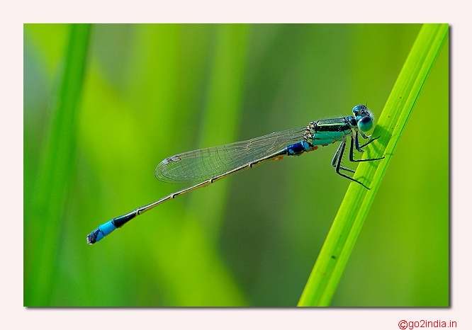 DAMSELFLY