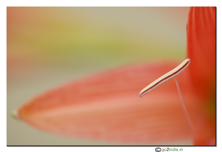 Pollen macro