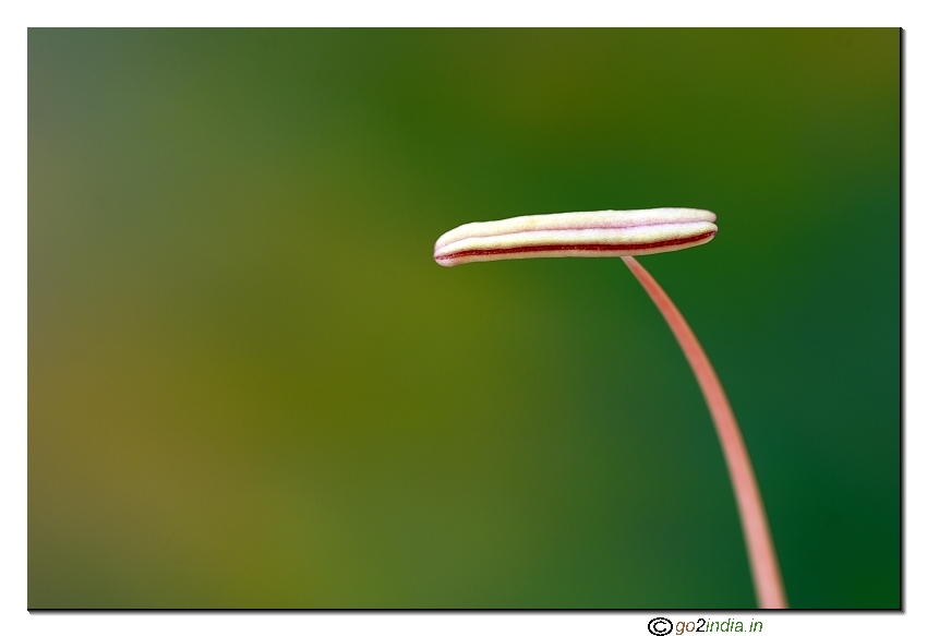 Pollen macro