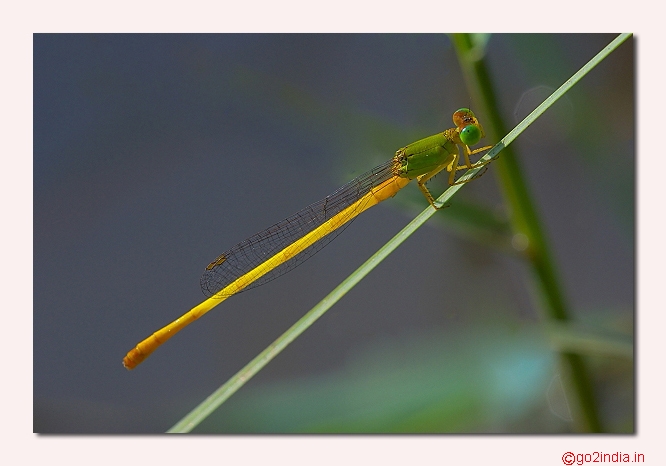 DAMSELFLY