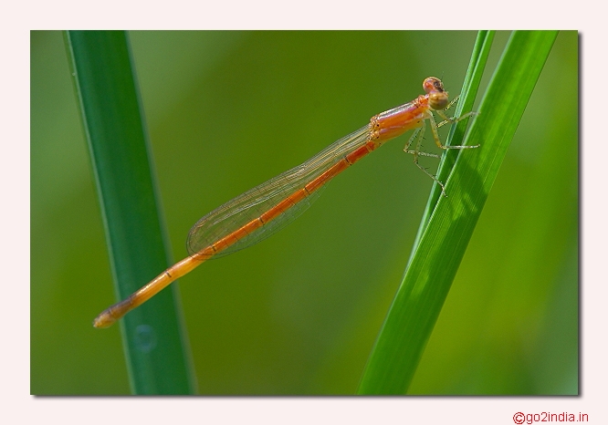 DAMSELFLY