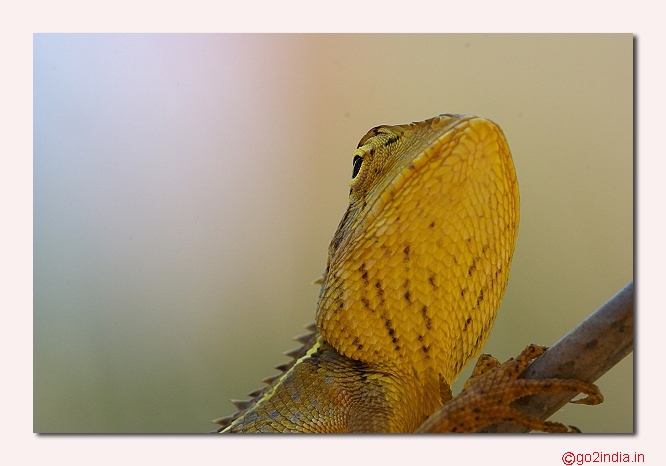 Lizard