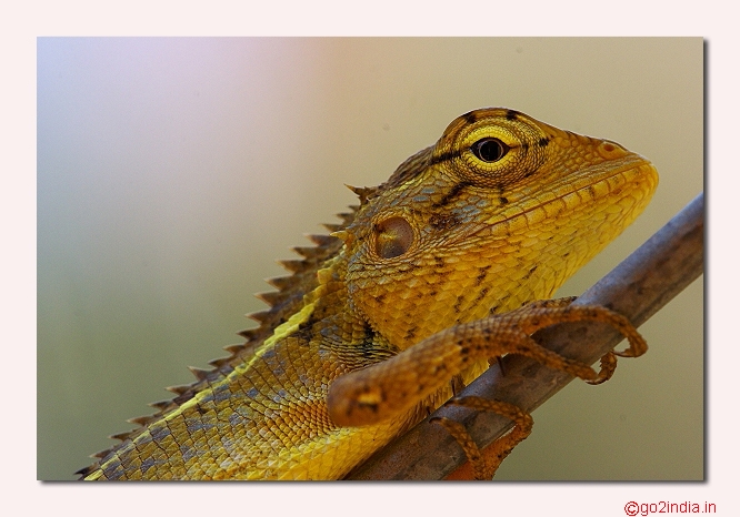 Lizard