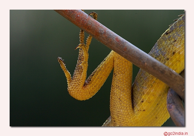 Lizard