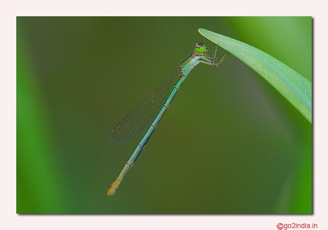 DAMSELFLY
