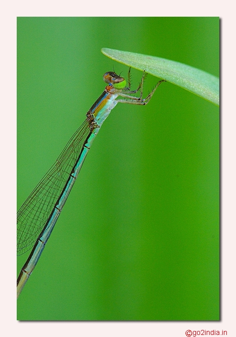 DAMSELFLY