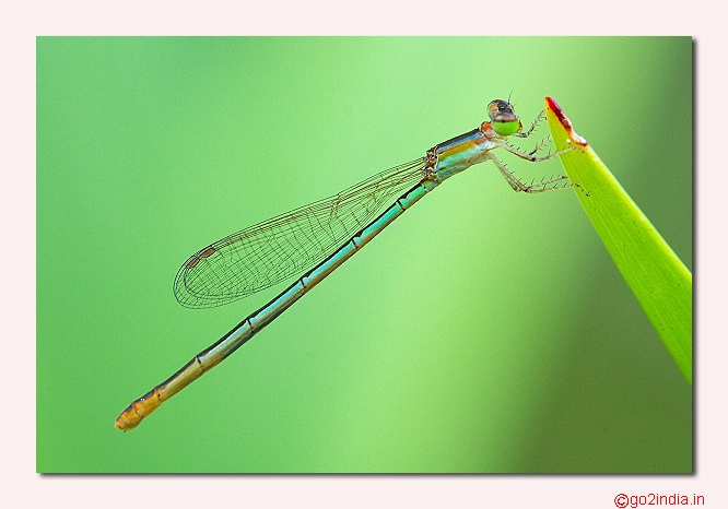 DAMSELFLY