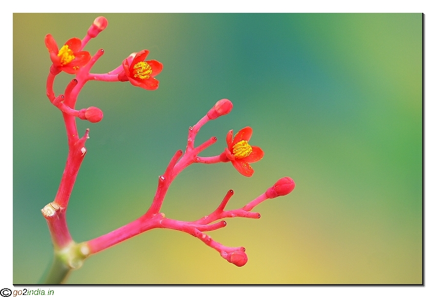 Red flower