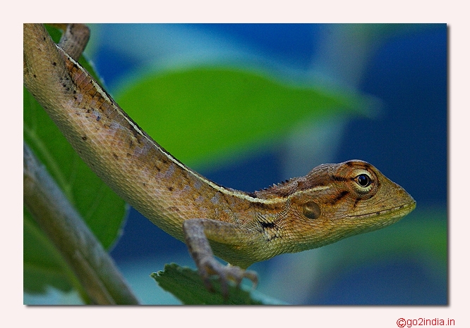 Lizard