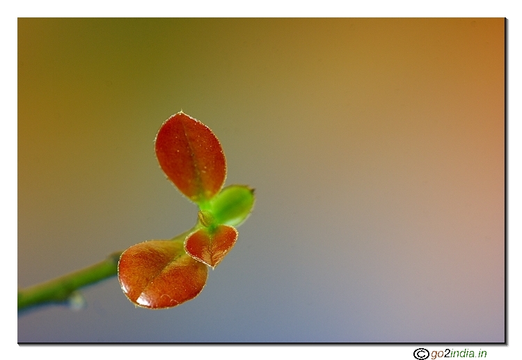 Macro leaves with smooth background