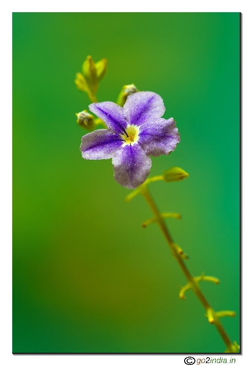 Wild flower macro