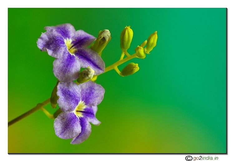 Wild flower macro