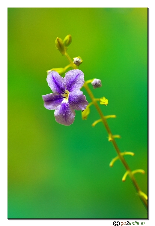 Wild flower macro
