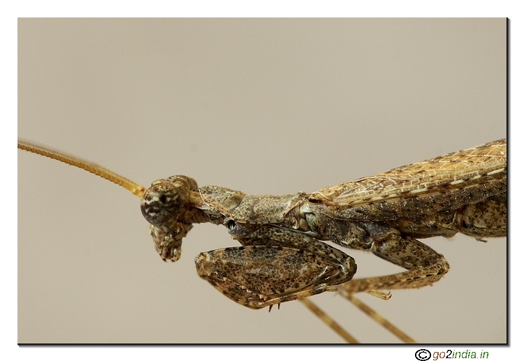 Grasshopper macro