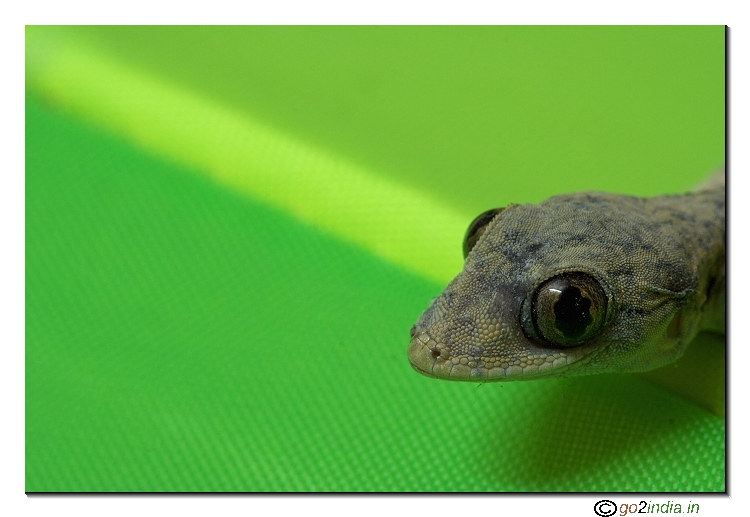 Gecko macro