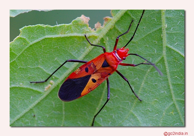 Macro bug