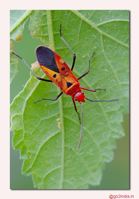 Macro bug