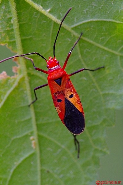 Macro bug