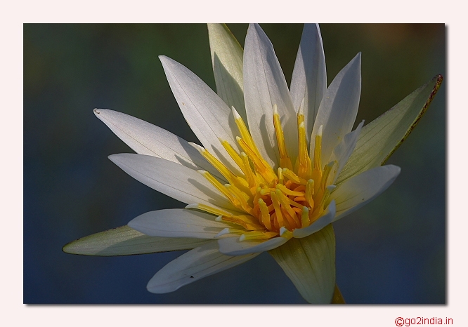 Water lily