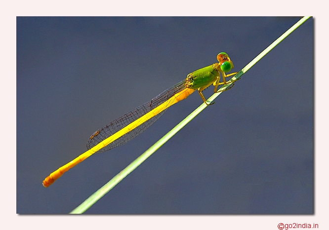 Coromandel Marsh Dart damselfly with blue backgound
