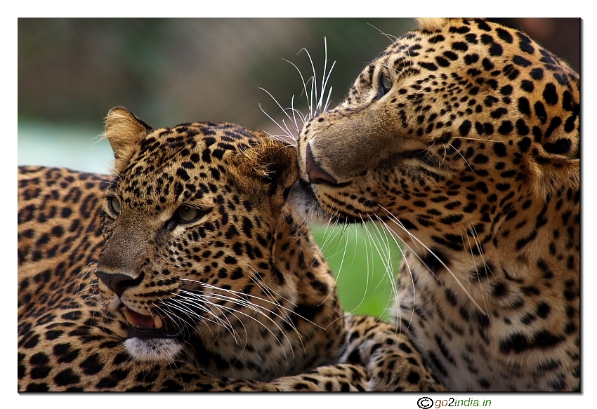 Cheetah romancing