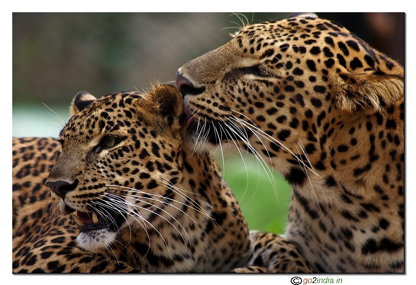 Cheetah romancing