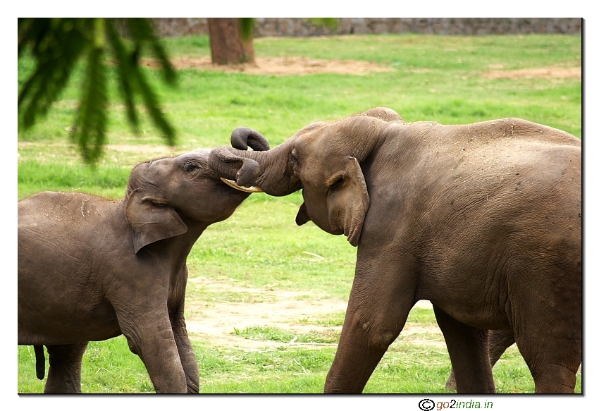 Elephants playing