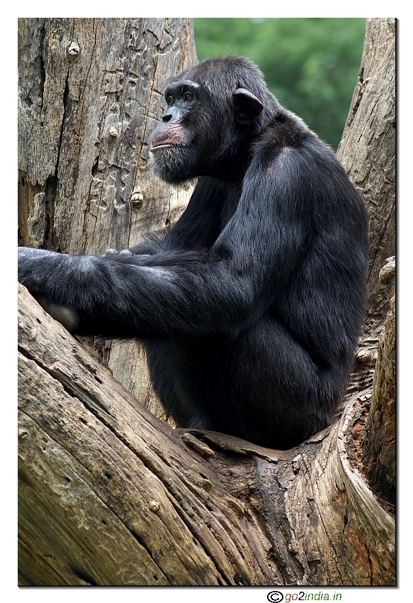 gorilla watching