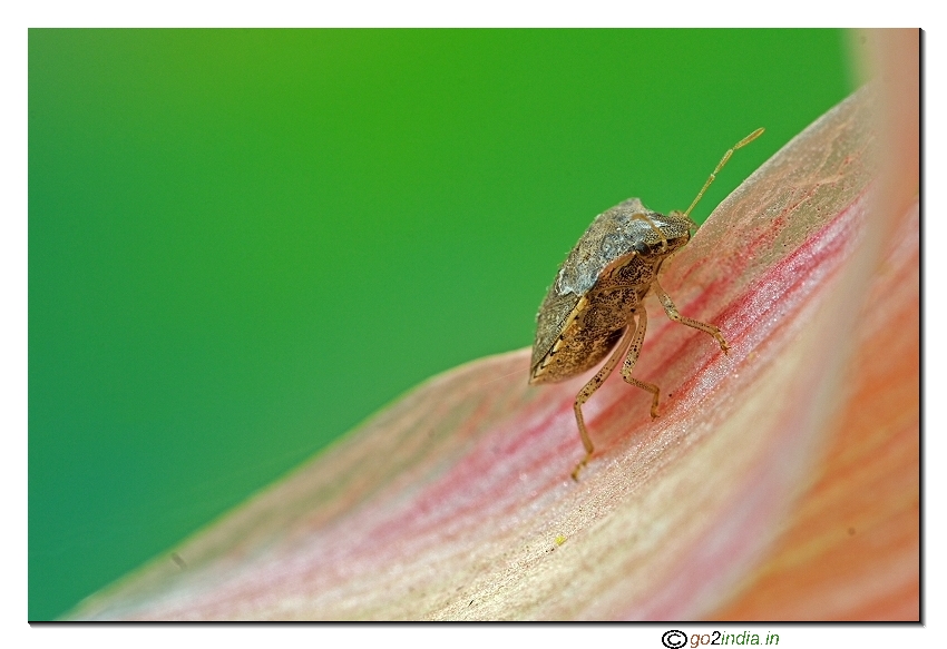 Shield bug on a pink flower