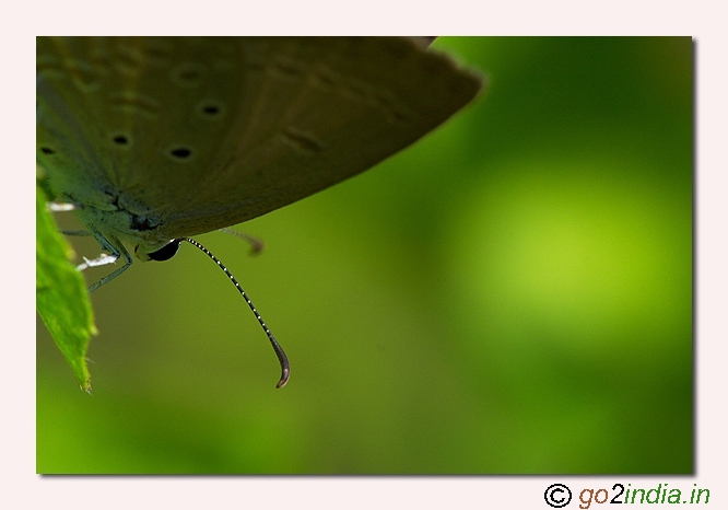 BUTTERFLY