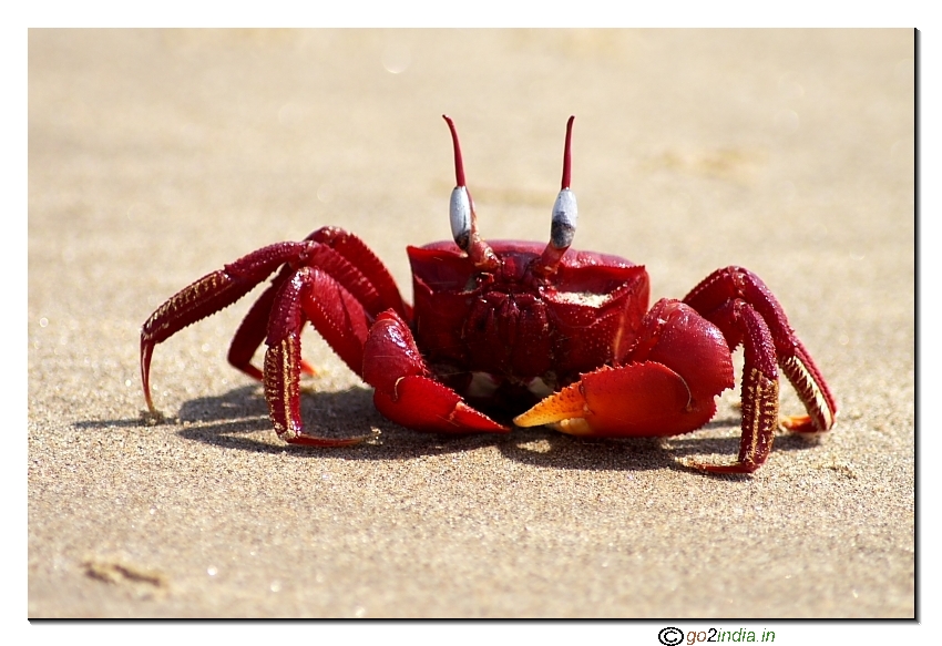 Front view Red crab at Antarvedi Andhrapradesh India