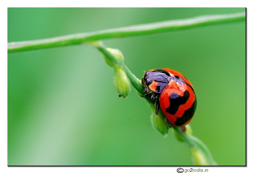 Beetle bug pic from Sigma 150mm lens on Canon 350D