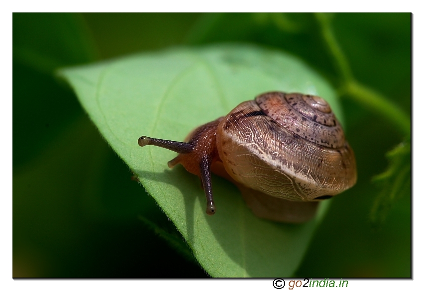 Snail macro Sigma 150mm  macro lens on Canon 30D photo