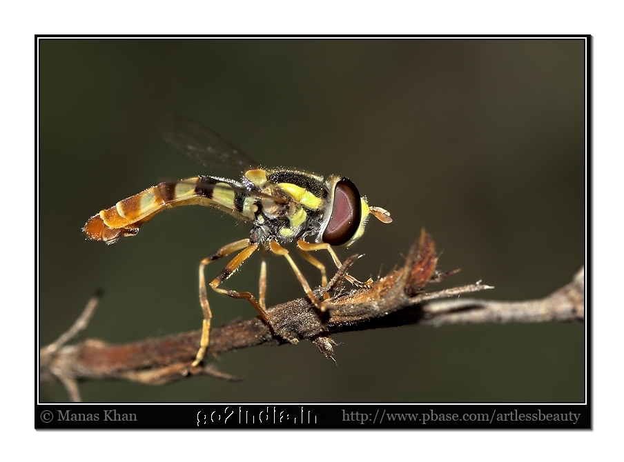 Hover Fly