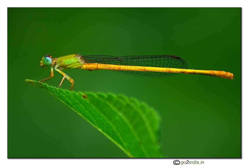 Coromandel Marsh Dart damselfly tight frame shot