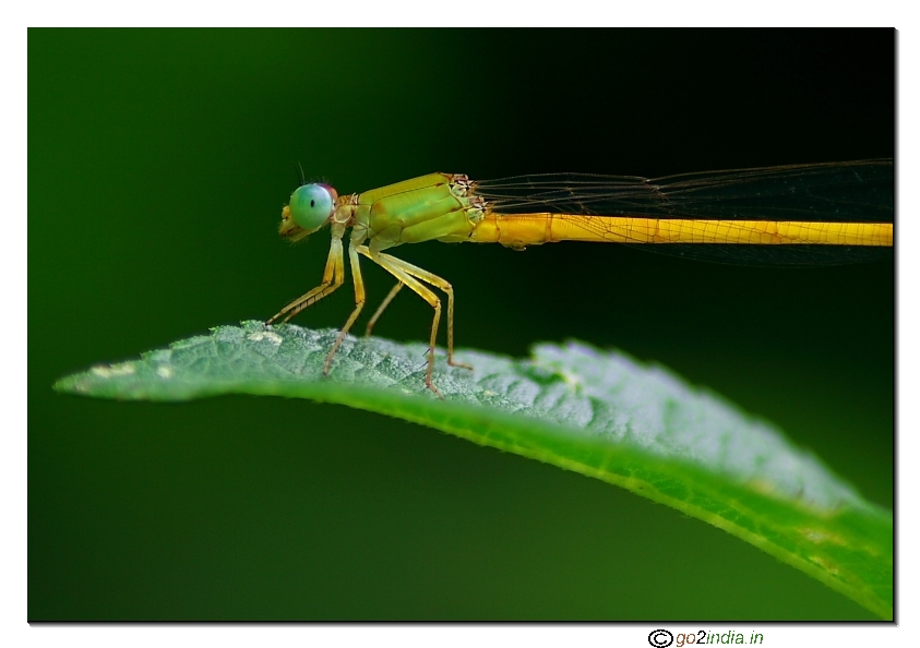 close up Coromandel Marsh Dart damselfly 