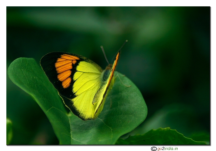 yellow winged with orange tip butterfly