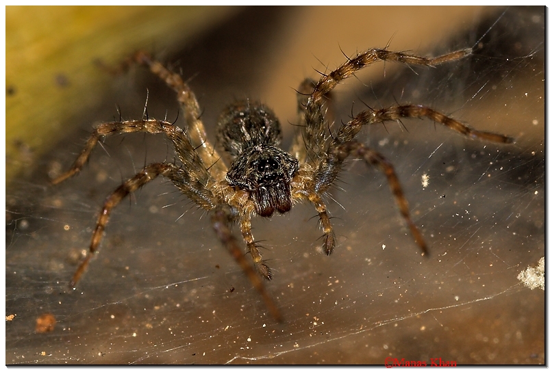 Tunnel Spider