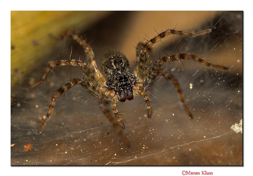 Tunnel Spider