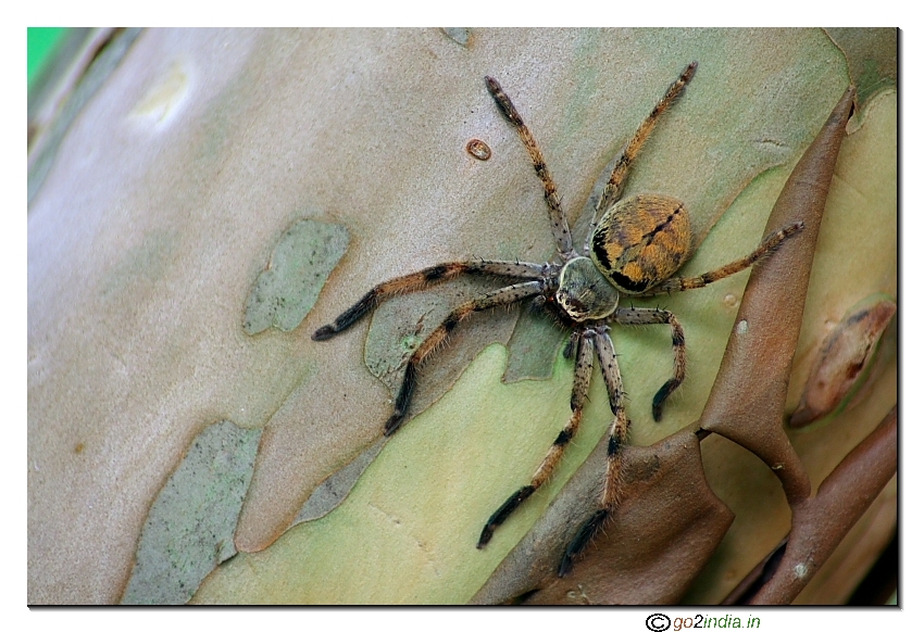 Phantom head spider
