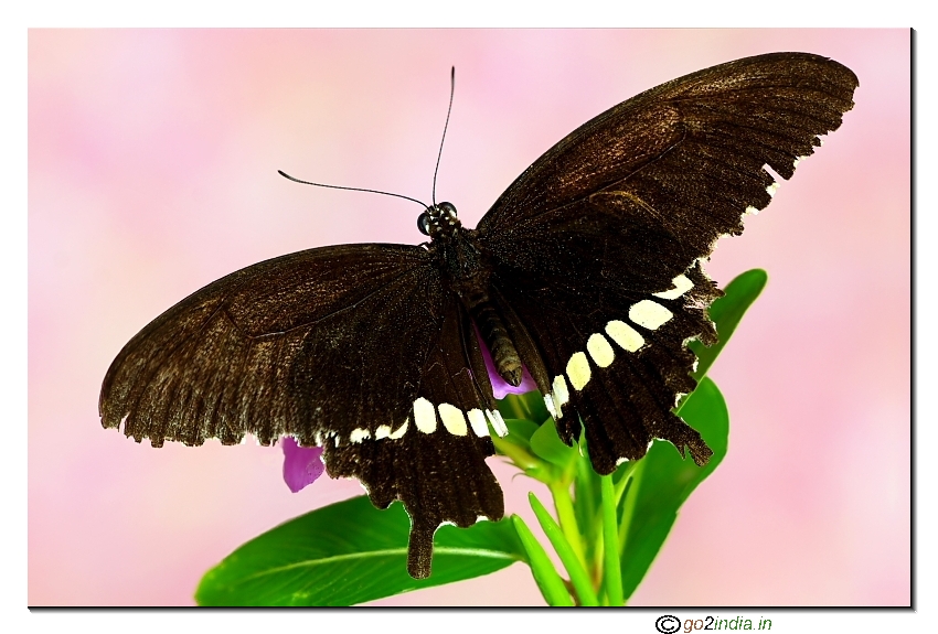 A focus stack attempt for Mormo butterfly, sigma 150mm macro Canon 30d