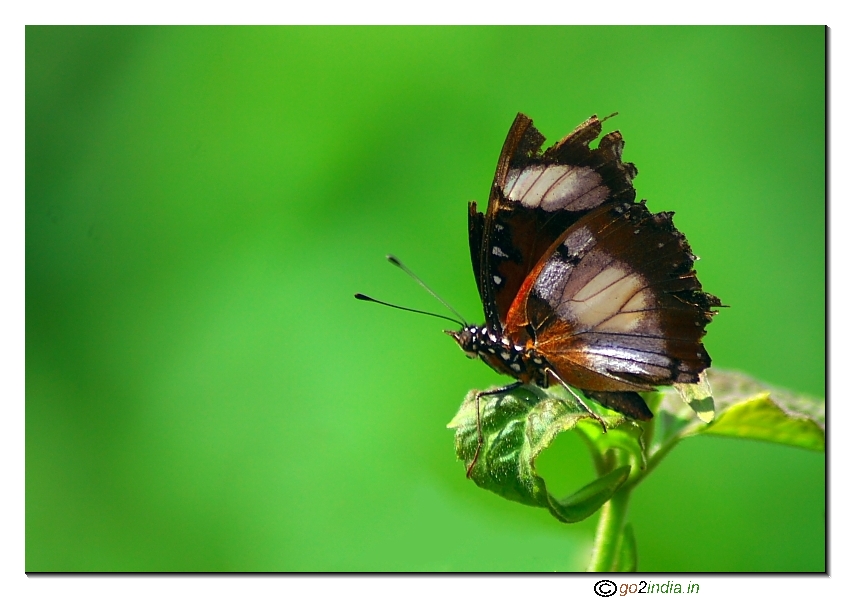 Danaid Eggfly Butterfly Canon 30D Tamron 70-300 macro mode close up