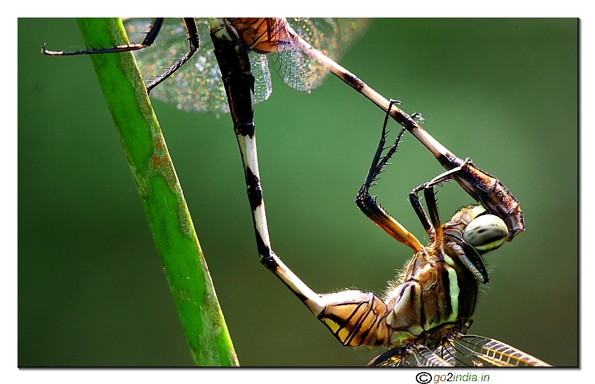 dragon fly mating season, close up view