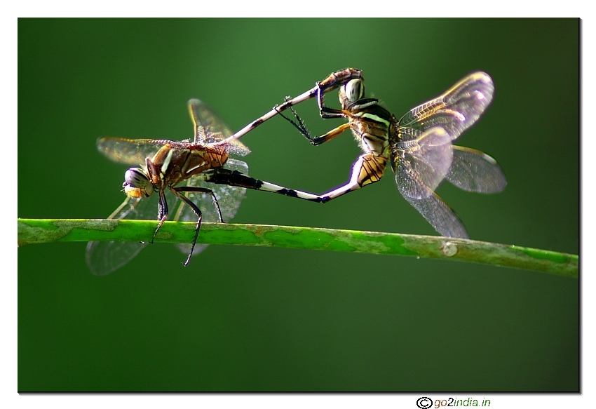 Mating dragon flies shot with Tamron 70-300 lens in macro mode
