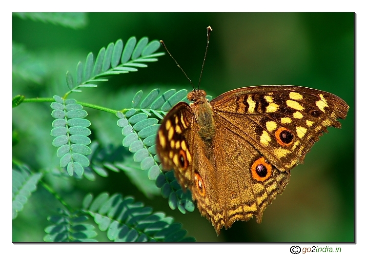 Lemon Pansy Butterfly One wing focussed