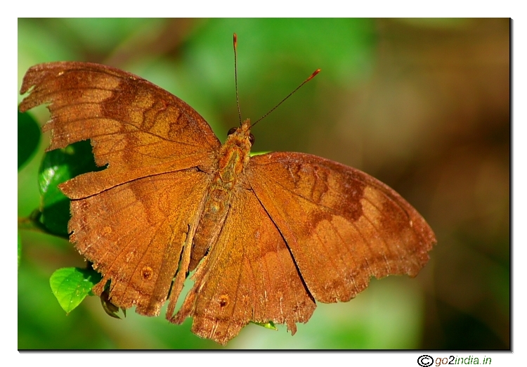 Brown winged butterfly with pattern